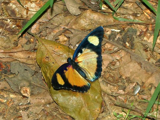 Euphaedra adonina spectacularis  female UPS 2
